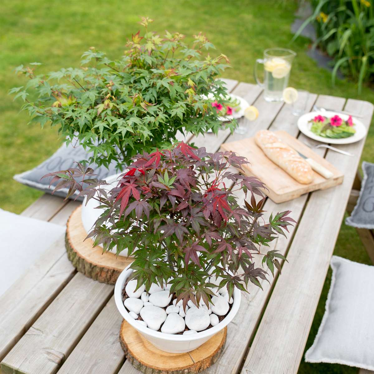 Florastore Japanischer Ahorn - 2 Stk - Acer Palmatum 'Atropurpureum' - Höhe 60-70Cm - ⌀19Cm