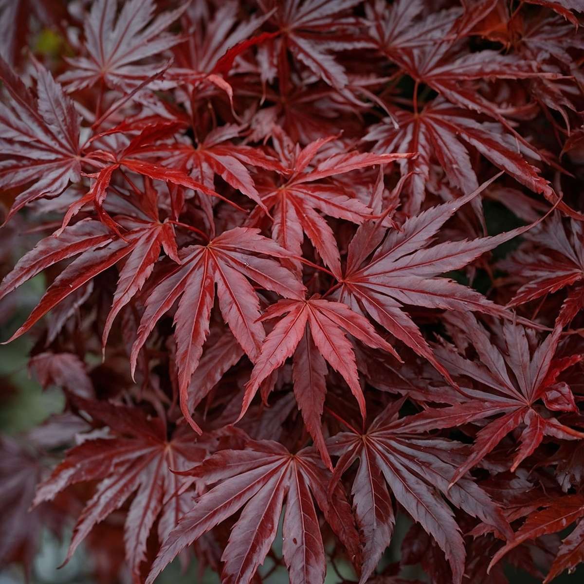 Florastore Japanischer Ahorn - 2 Stk - Acer Palmatum 'Atropurpureum' - Höhe 60-70Cm - ⌀19Cm