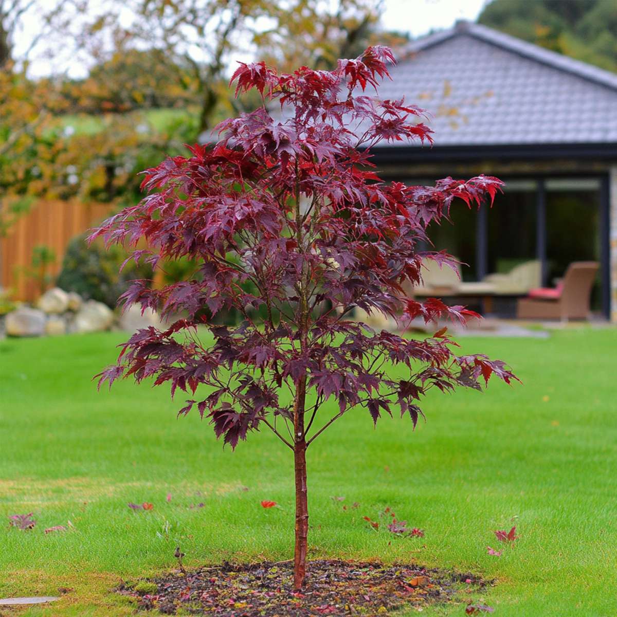 Florastore Japanischer Ahorn - 2 Stk - Acer Palmatum 'Atropurpureum' - Höhe 60-70Cm - ⌀19Cm