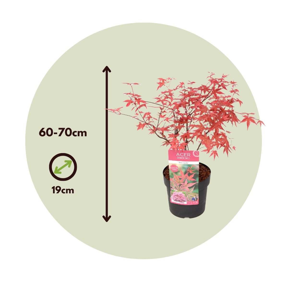 Florastore Japanischer Ahorn - Acer Palmatum 'Beni Maiko' - Höhe 60-70Cm - ⌀19Cm