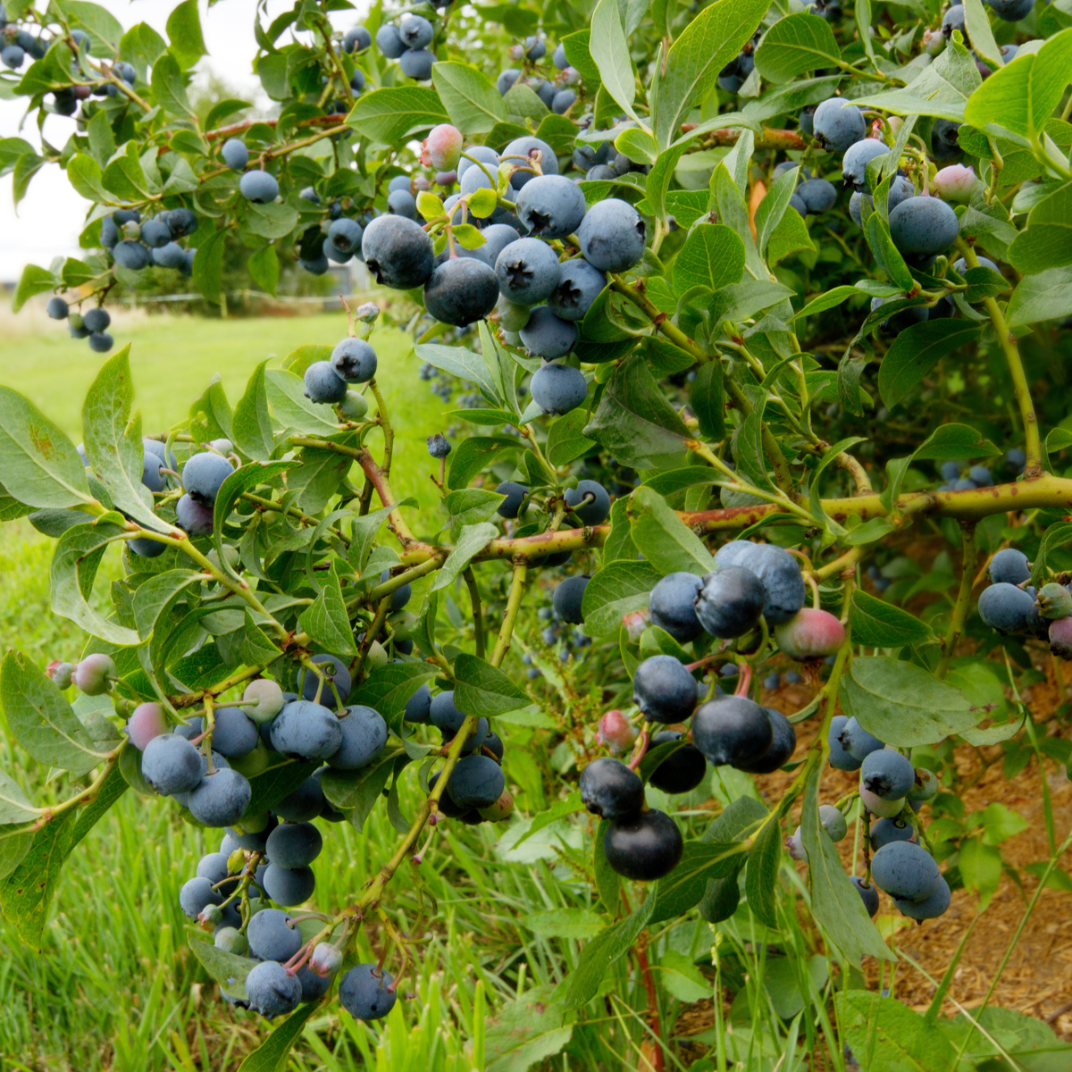 Florastore Blaubeere - 6 Stk - Vaccinium Corymbosum 'Sunshine Blue' - Höhe 25-40Cm - ⌀9Cm