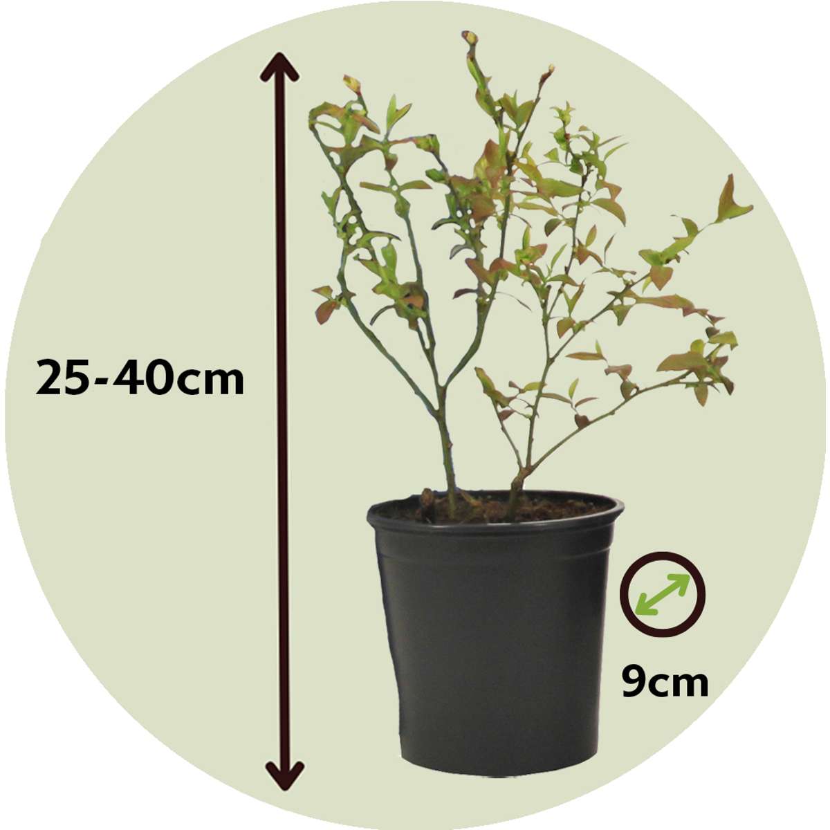 Florastore Blaubeere - 6 Stk - Vaccinium Corymbosum 'Sunshine Blue' - Höhe 25-40Cm - ⌀9Cm