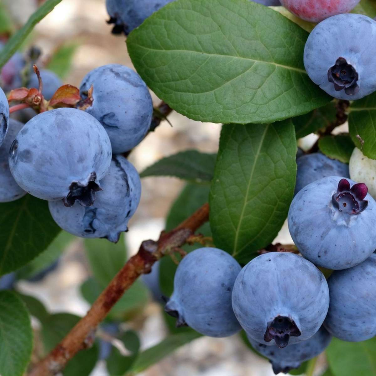Florastore Blaubeere - 6 Stk - Vaccinium Corymbosum 'Sunshine Blue' - Höhe 25-40Cm - ⌀9Cm