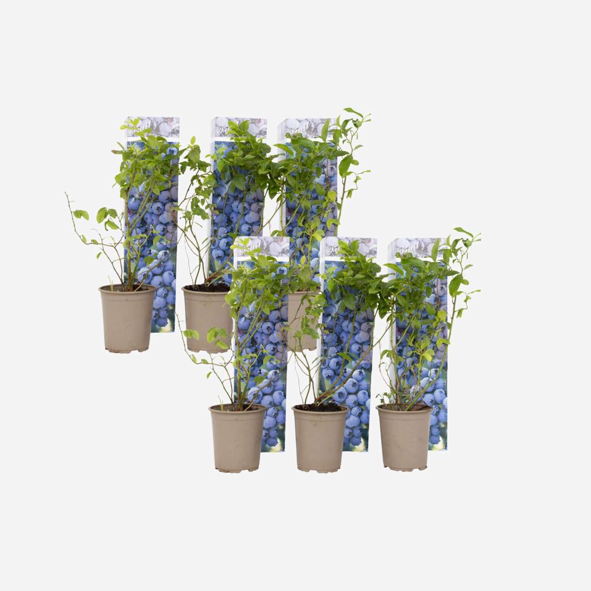 Florastore Blaubeere - 6 Stk - Vaccinium Corymbosum 'Sunshine Blue' - Höhe 25-40Cm - ⌀9Cm