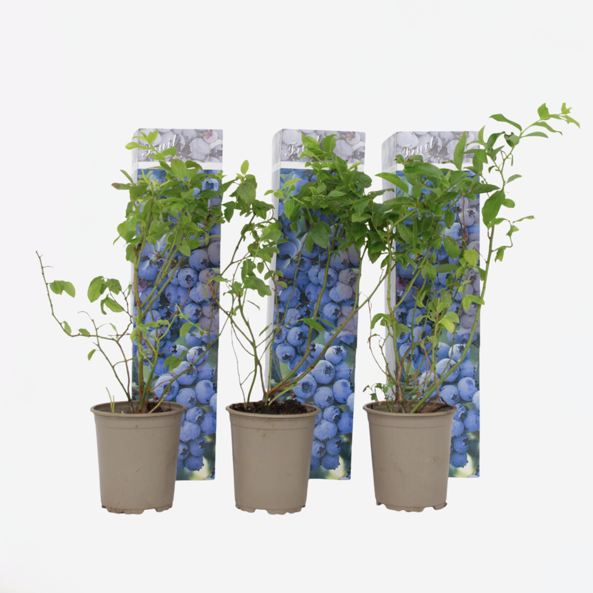 Florastore Blaubeere - 3 Stk - Vaccinium Corymbosum 'Sunshine Blue' - Höhe 25-40Cm - ⌀9Cm