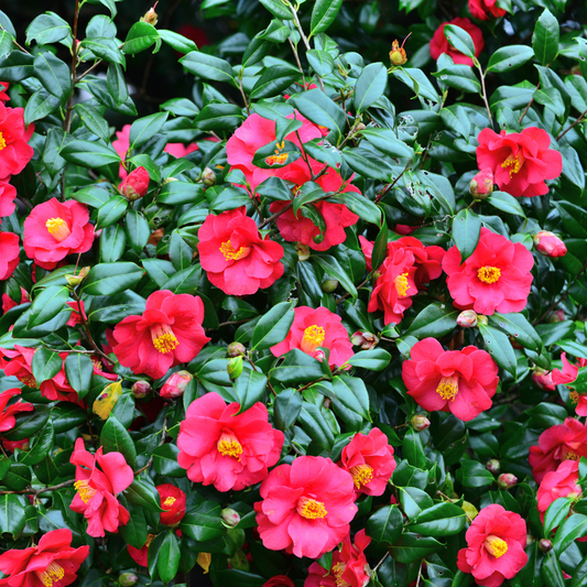 Florastore Japanische Rose - 3 Stk - Camellia Japonica 'Bonomiana' - Höhe 25-40Cm - ⌀9Cm