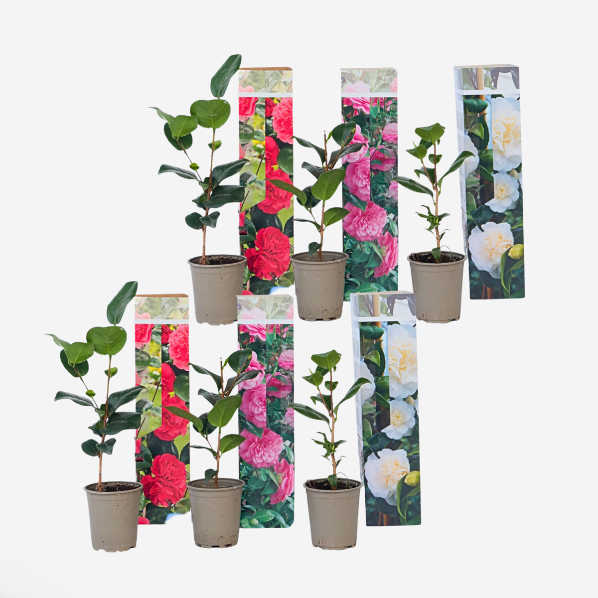 Florastore Japanische Rose - 6 Stk - Camellia Japonica - Höhe 25-40Cm - ⌀9Cm