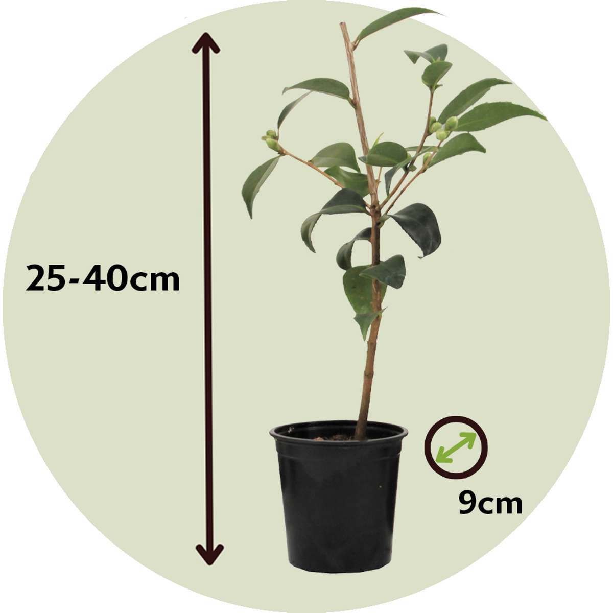 Florastore Japanische Rose - 3 Stk - Camellia Japonica - Höhe 25-40Cm - ⌀9Cm