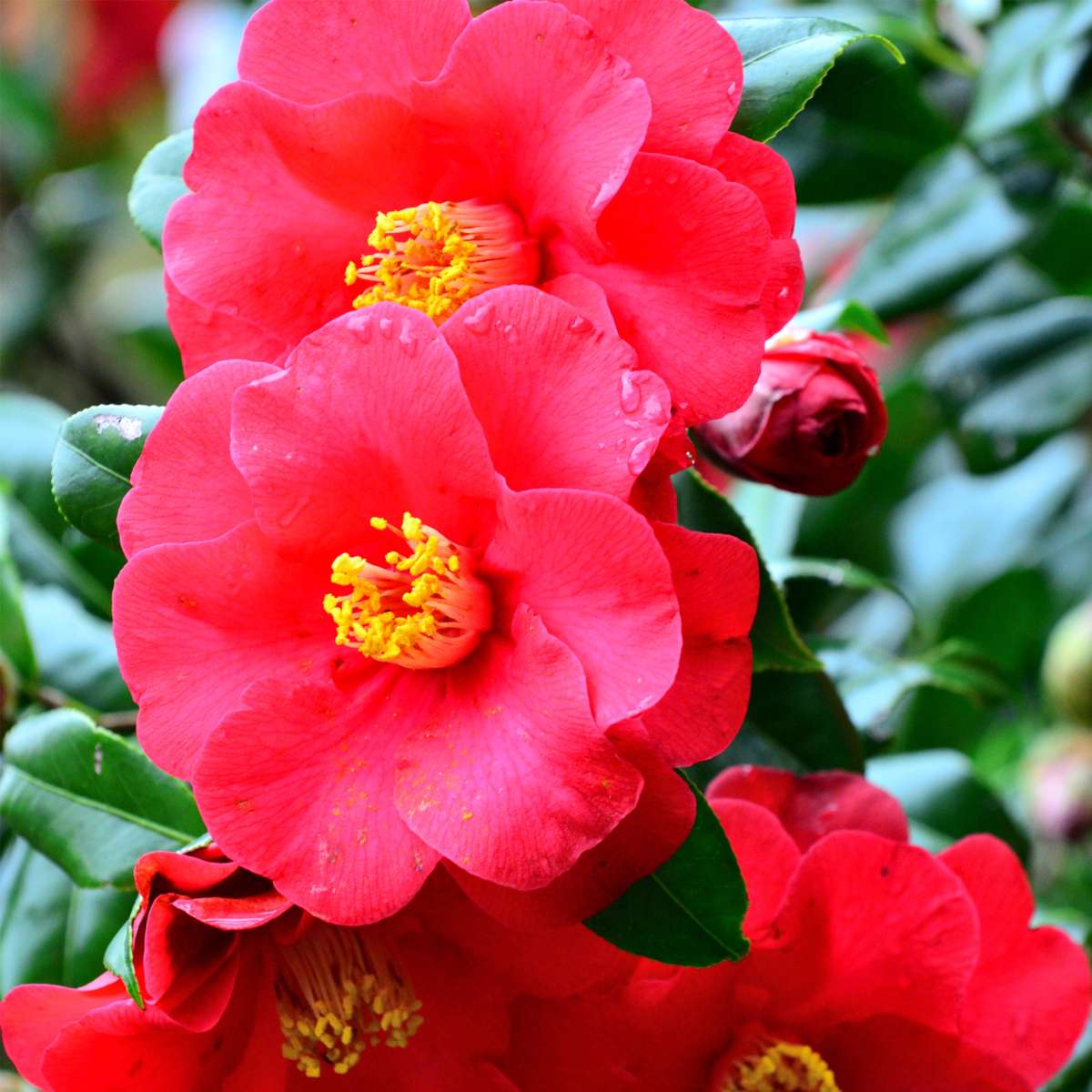 Florastore Japanische Rose - 3 Stk - Camellia Japonica - Höhe 25-40Cm - ⌀9Cm