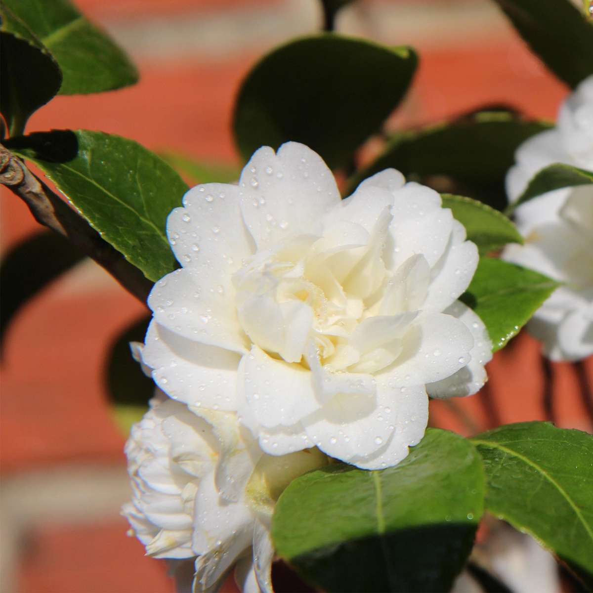 Florastore Japanische Rose - 3 Stk - Camellia Japonica - Höhe 25-40Cm - ⌀9Cm