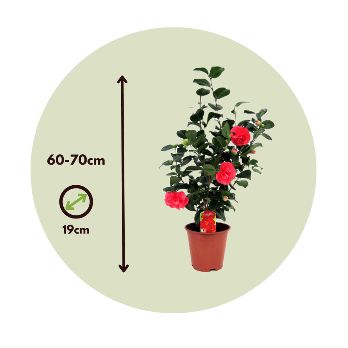 Florastore Japanische Rose - 2 Stk - Camellia Japonica Lady Campbell - Höhe 60-70Cm - ⌀19Cm