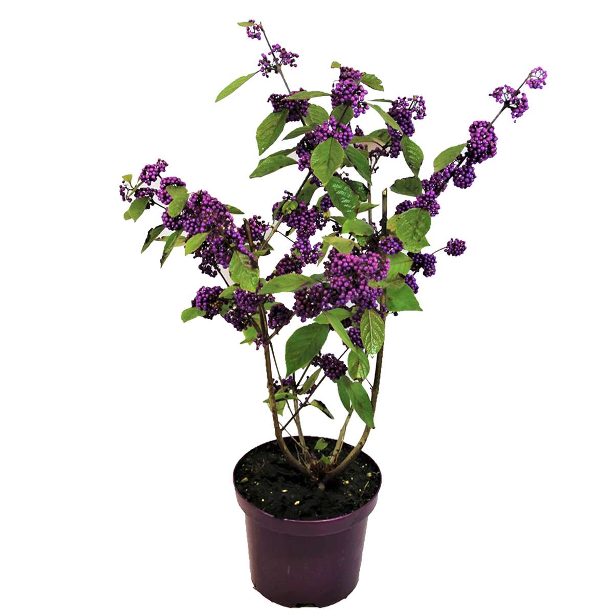 Florastore Liebesperlenstrauch - Callicarpa Bodinieri 'Profusion' - Höhe 50-60Cm - ⌀19Cm