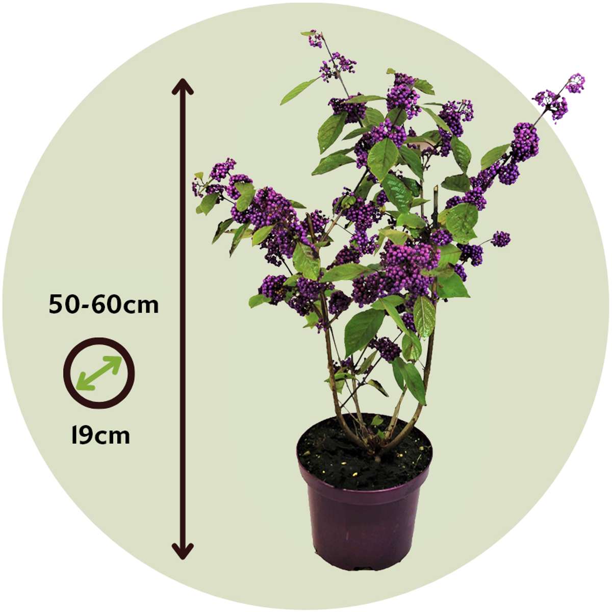 Florastore Liebesperlenstrauch - Callicarpa Bodinieri 'Profusion' - Höhe 50-60Cm - ⌀19Cm