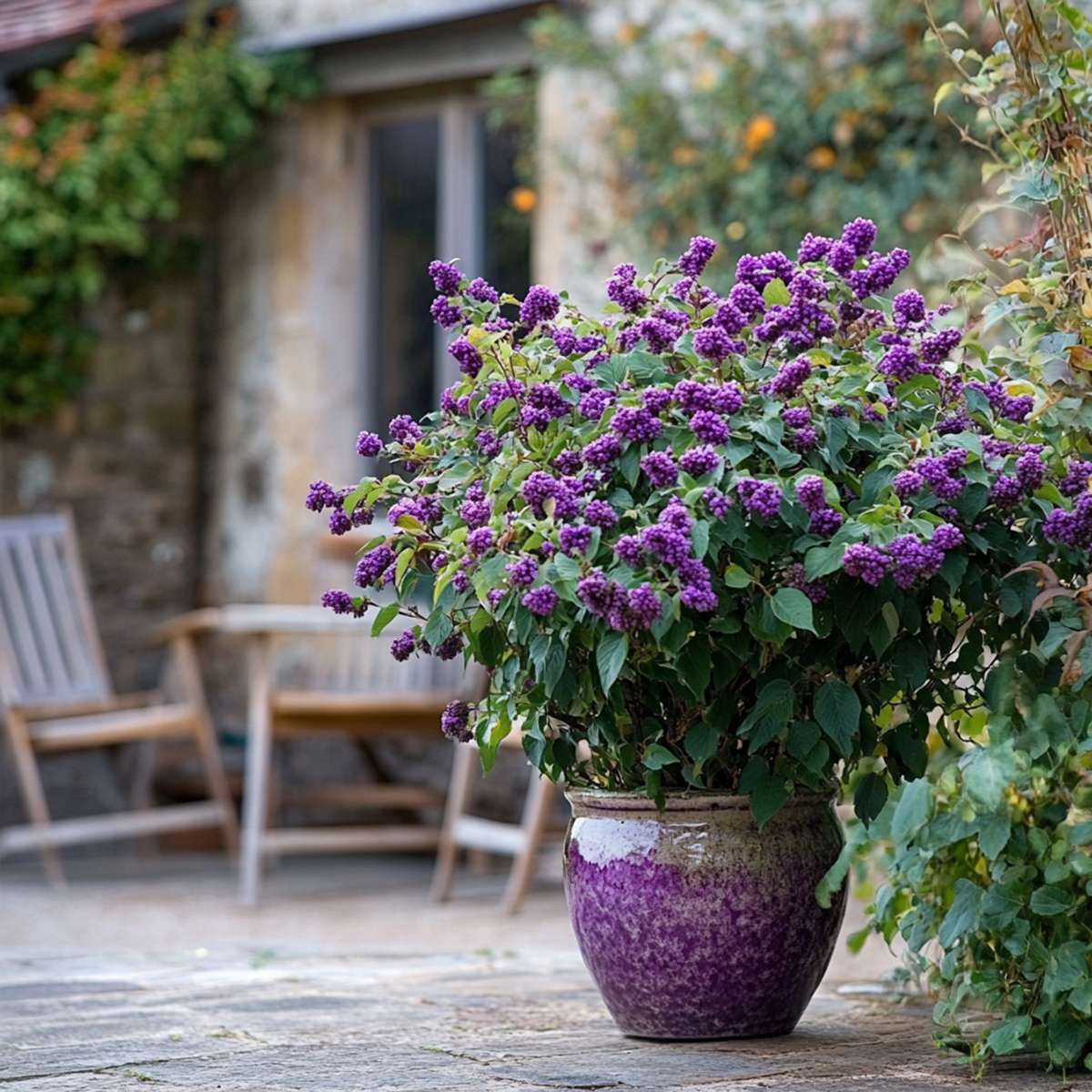 Florastore Liebesperlenstrauch - Callicarpa Bodinieri 'Profusion' - Höhe 50-60Cm - ⌀19Cm