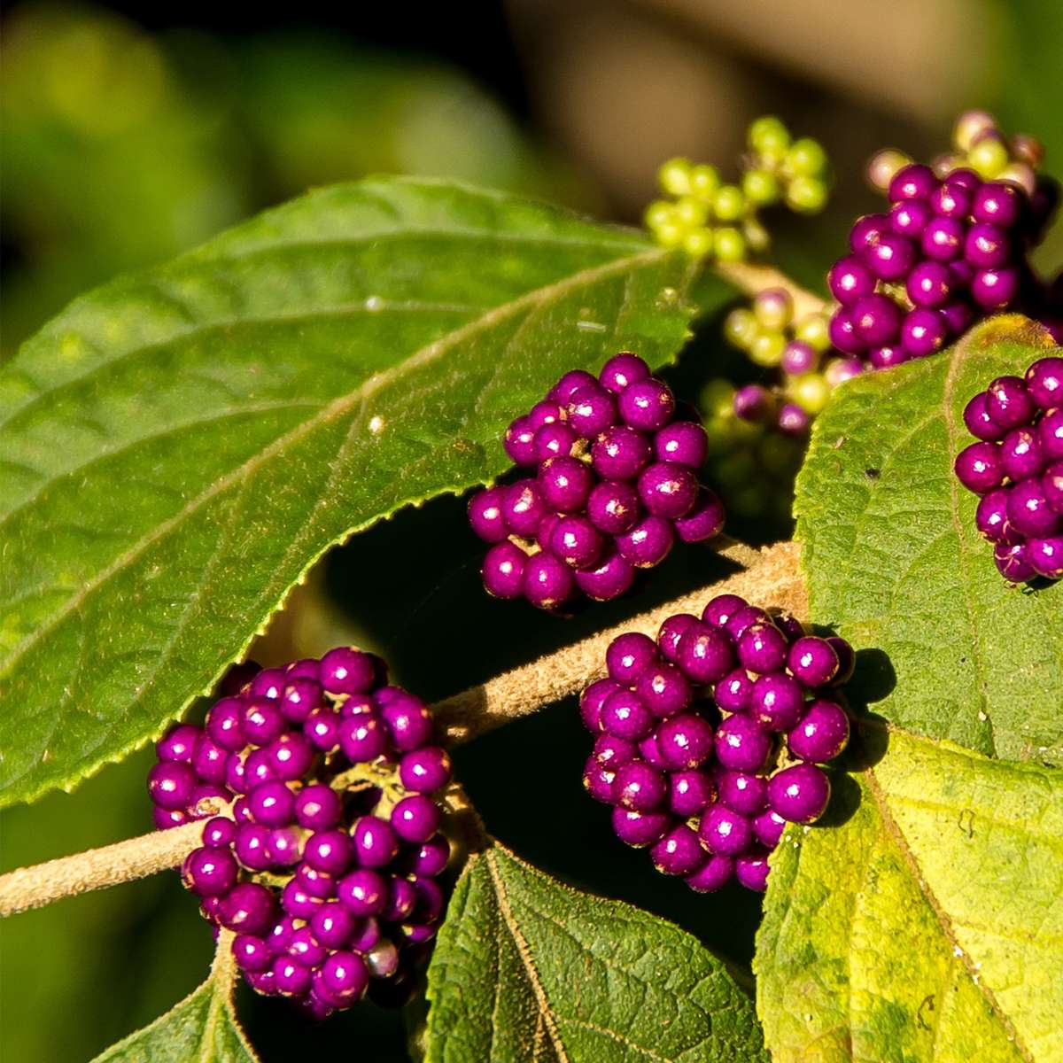Florastore Liebesperlenstrauch - Callicarpa Bodinieri 'Profusion' - Höhe 50-60Cm - ⌀19Cm