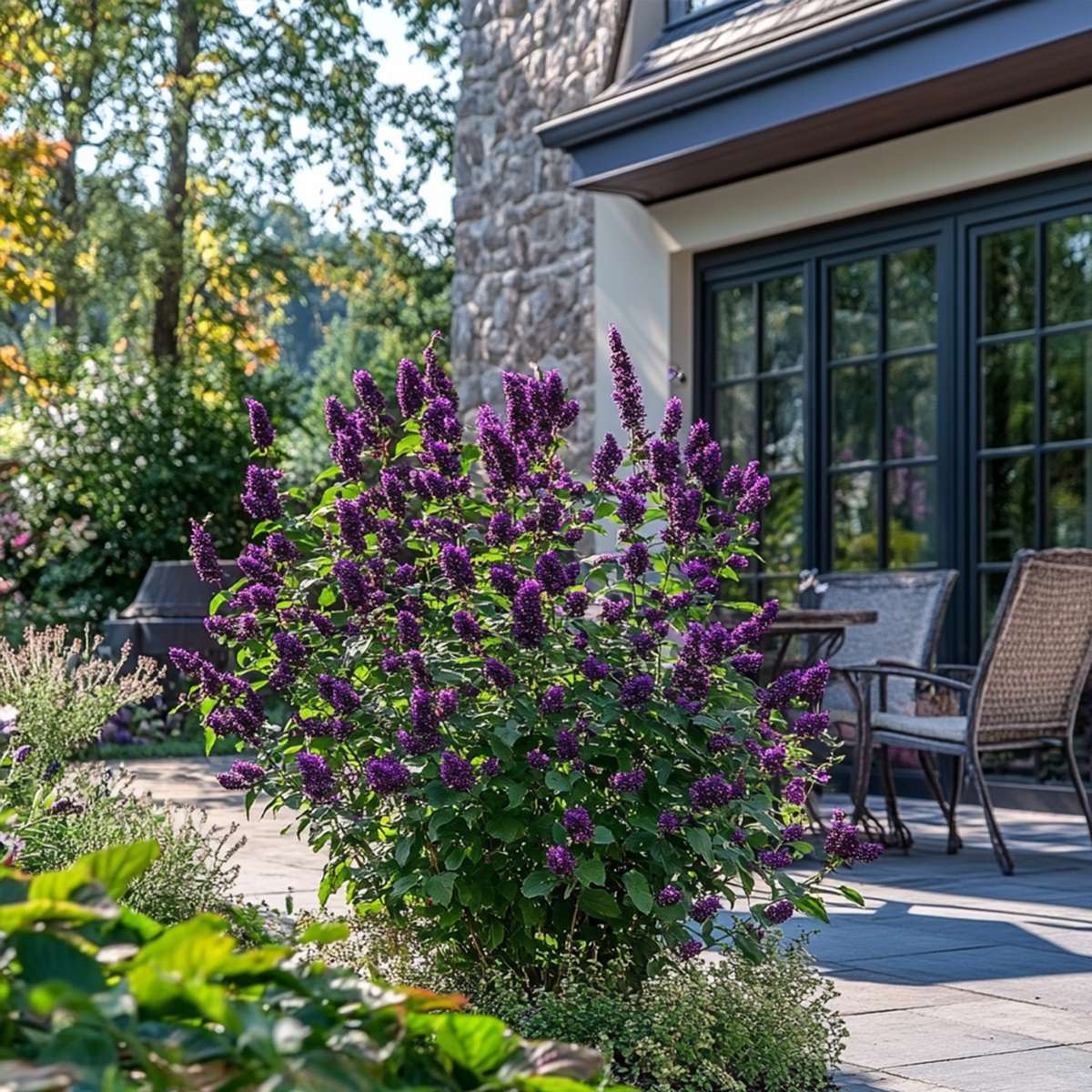 Florastore Liebesperlenstrauch - Callicarpa Bodinieri 'Profusion' - Höhe 50-60Cm - ⌀19Cm