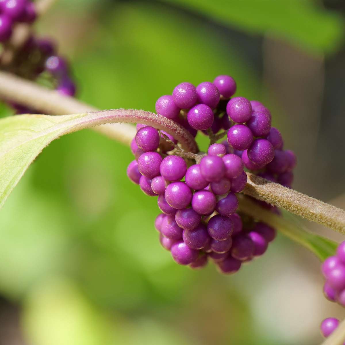 Florastore Liebesperlenstrauch - Callicarpa Bodinieri 'Profusion' - Höhe 50-60Cm - ⌀19Cm