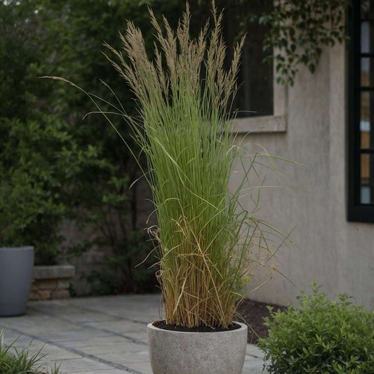 Florastore Reitgras - 2 Stk - Calamagrostis Acutiflora X 'Overdam' - Höhe 20-30Cm - ⌀23Cm