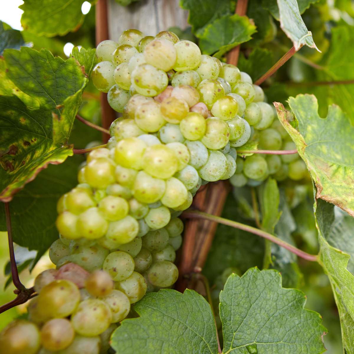 Florastore Traubenpflanze - 3 Stk - Vitis Vinifera - Höhe 25-40Cm - ⌀9Cm