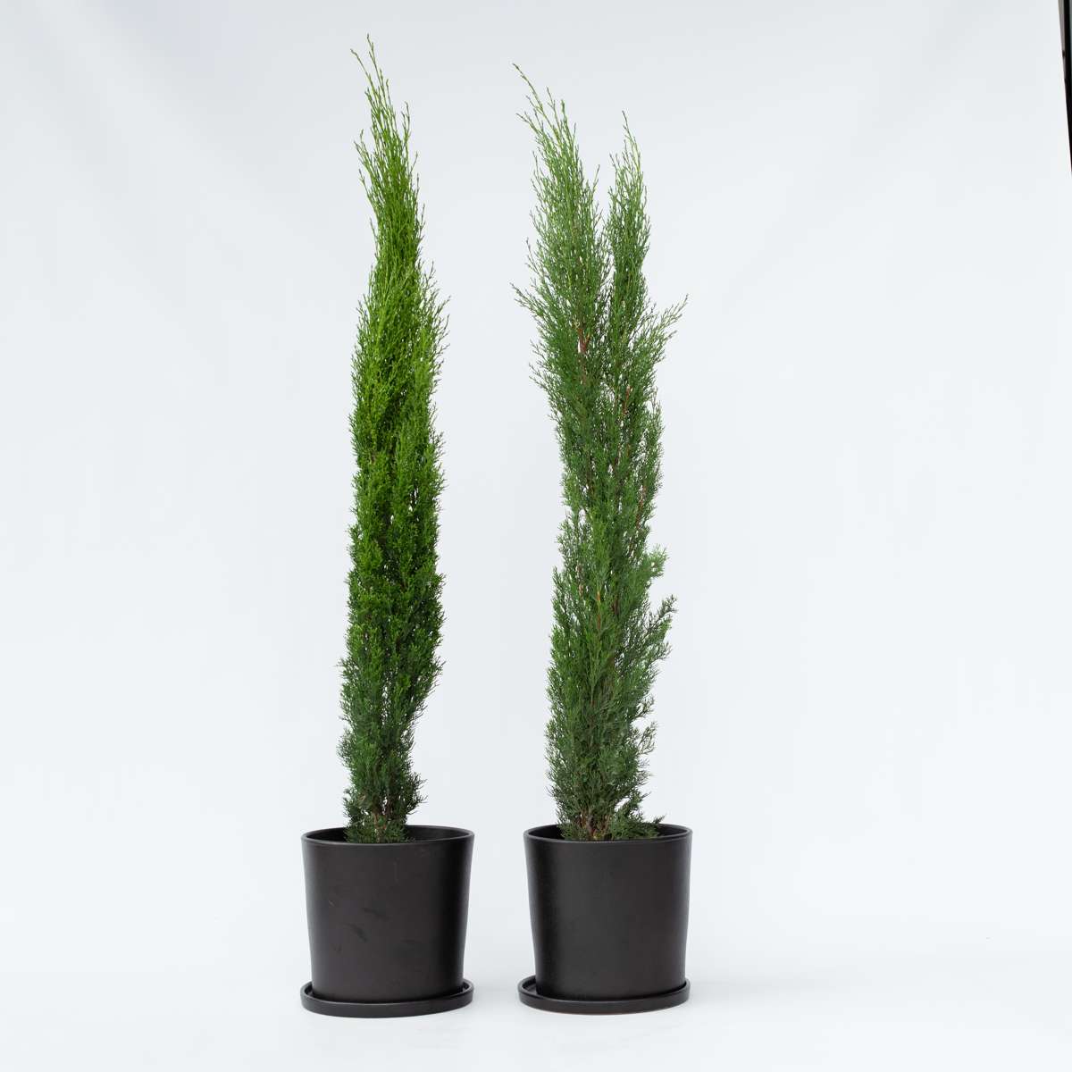 Florastore Mittelmeer-Zypresse - 2 Stk - Cupressus Sempervirens - Höhe 70-80Cm - ⌀19Cm
