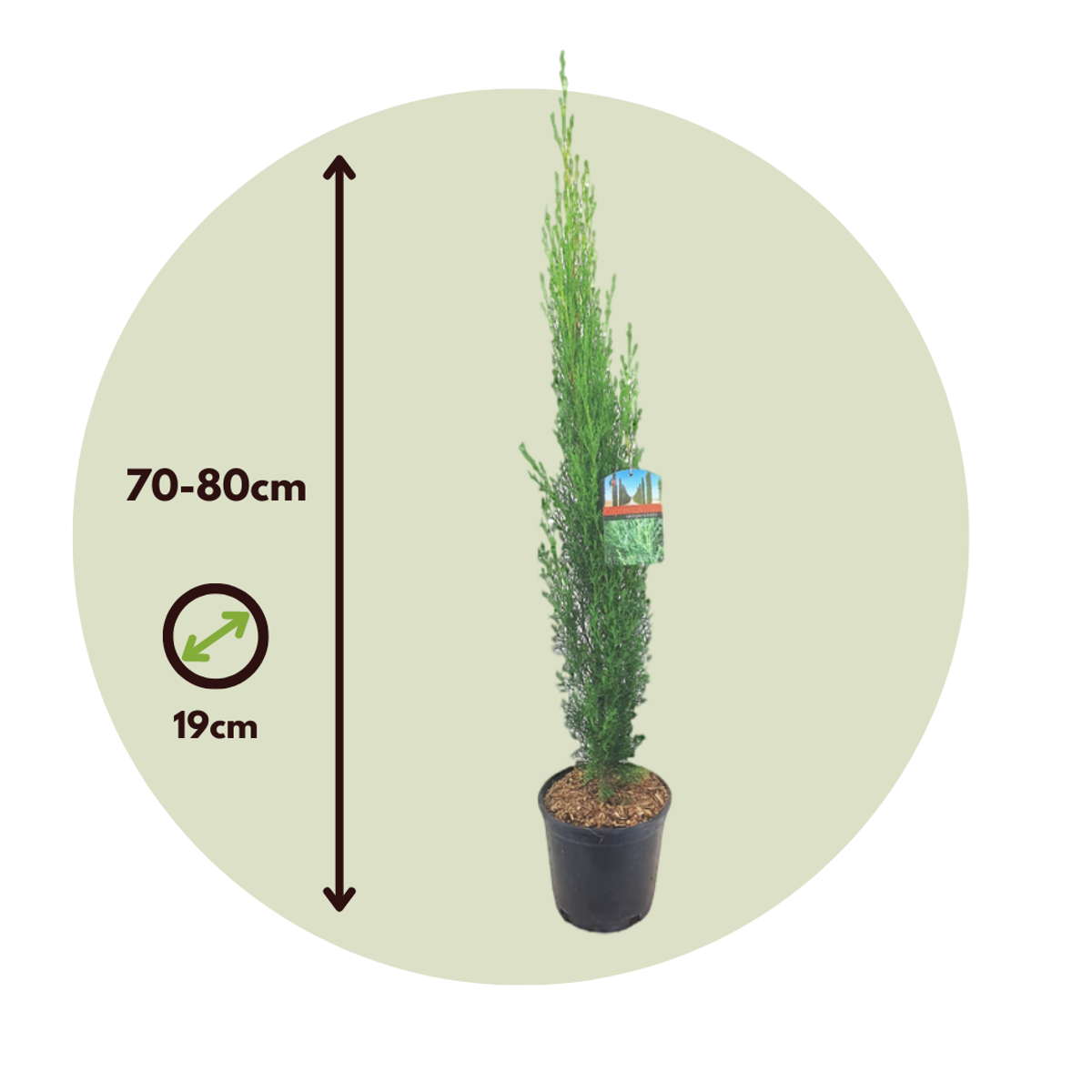 Florastore Mittelmeer-Zypresse - 2 Stk - Cupressus Sempervirens - Höhe 70-80Cm - ⌀19Cm
