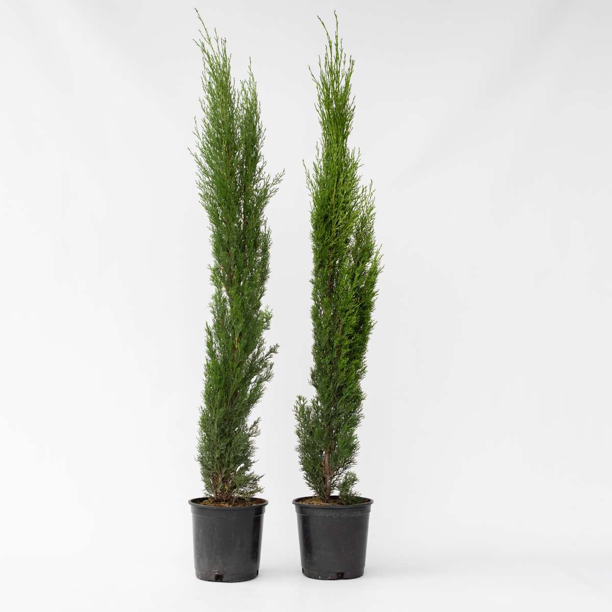 Florastore Mittelmeer-Zypresse - 2 Stk - Cupressus Sempervirens - Höhe 70-80Cm - ⌀19Cm