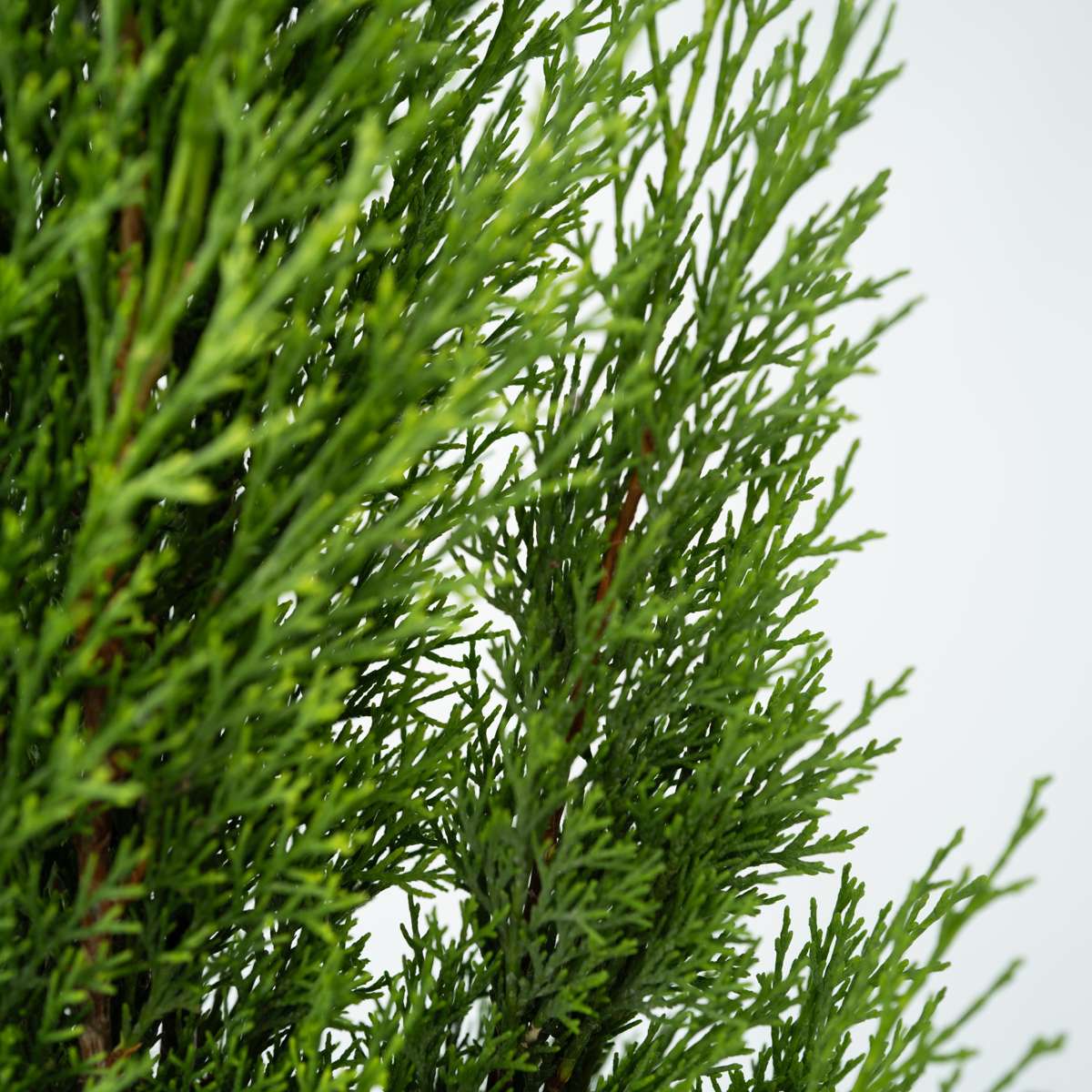 Florastore Mittelmeer-Zypresse - Cupressus Sempervirens - Höhe 70-80Cm - ⌀19Cm
