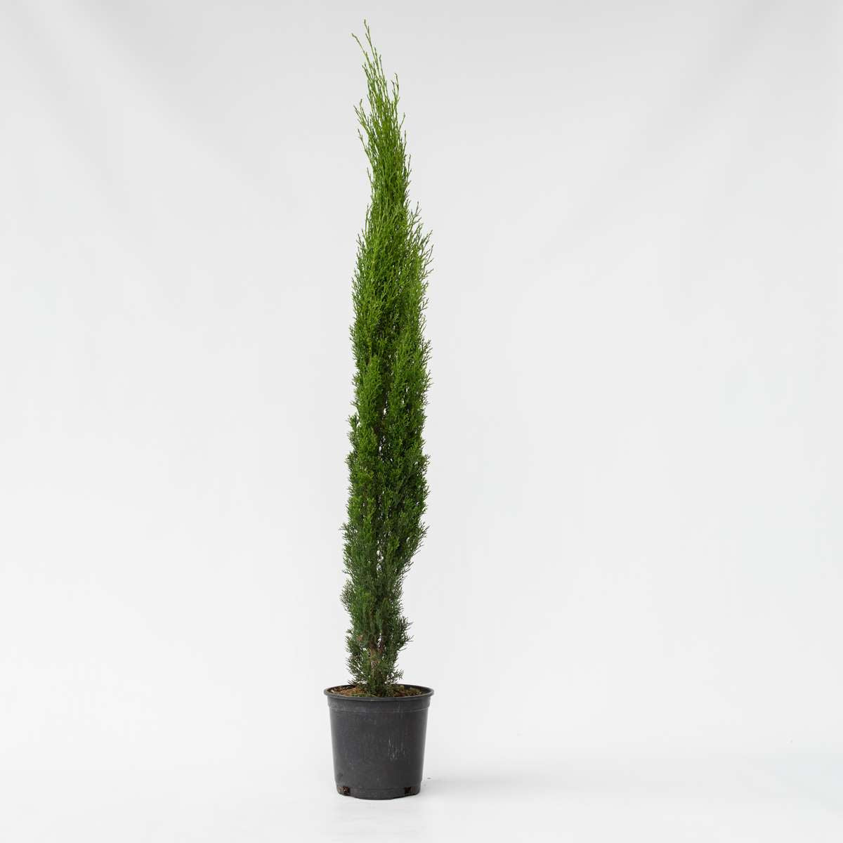 Florastore Mittelmeer-Zypresse - Cupressus Sempervirens - Höhe 70-80Cm - ⌀19Cm