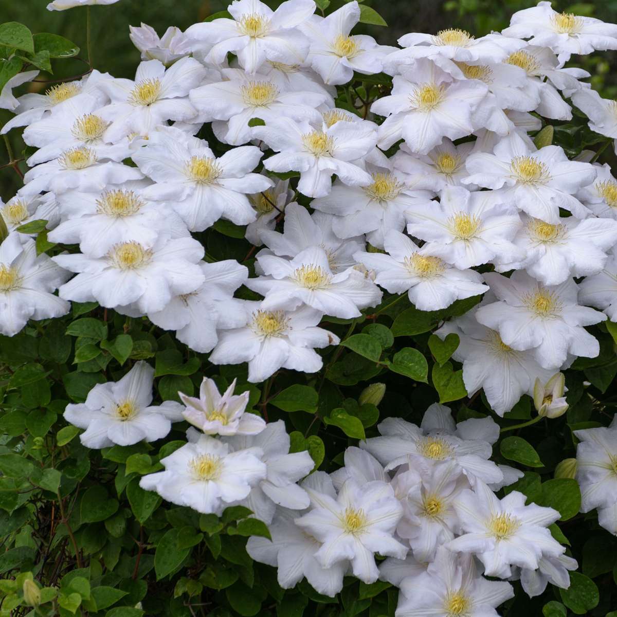 Florastore Klematis - 6 Stk - Clematis Hybrid - Höhe 25-40Cm - ⌀9Cm