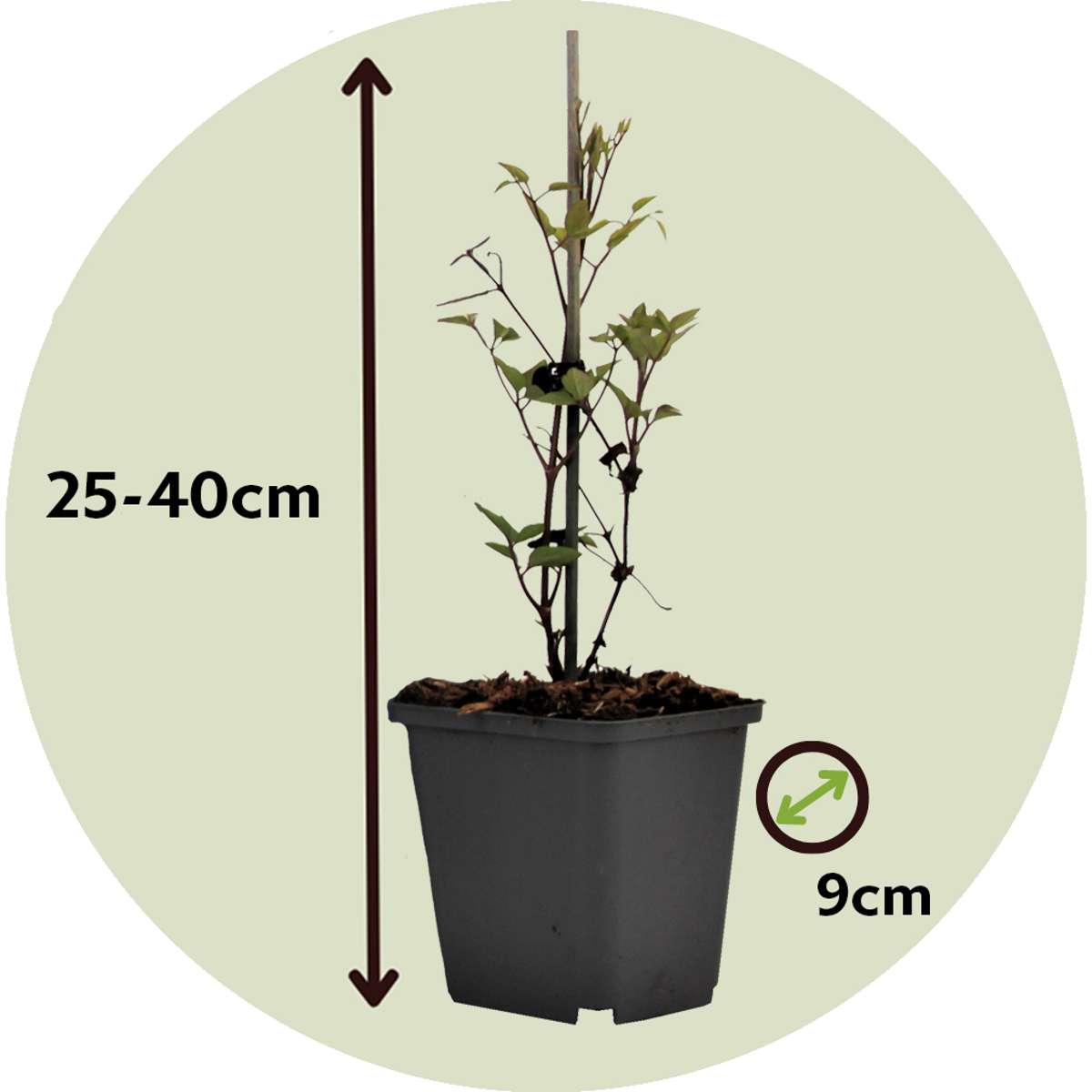 Florastore Klematis - 6 Stk - Clematis Hybrid - Höhe 25-40Cm - ⌀9Cm
