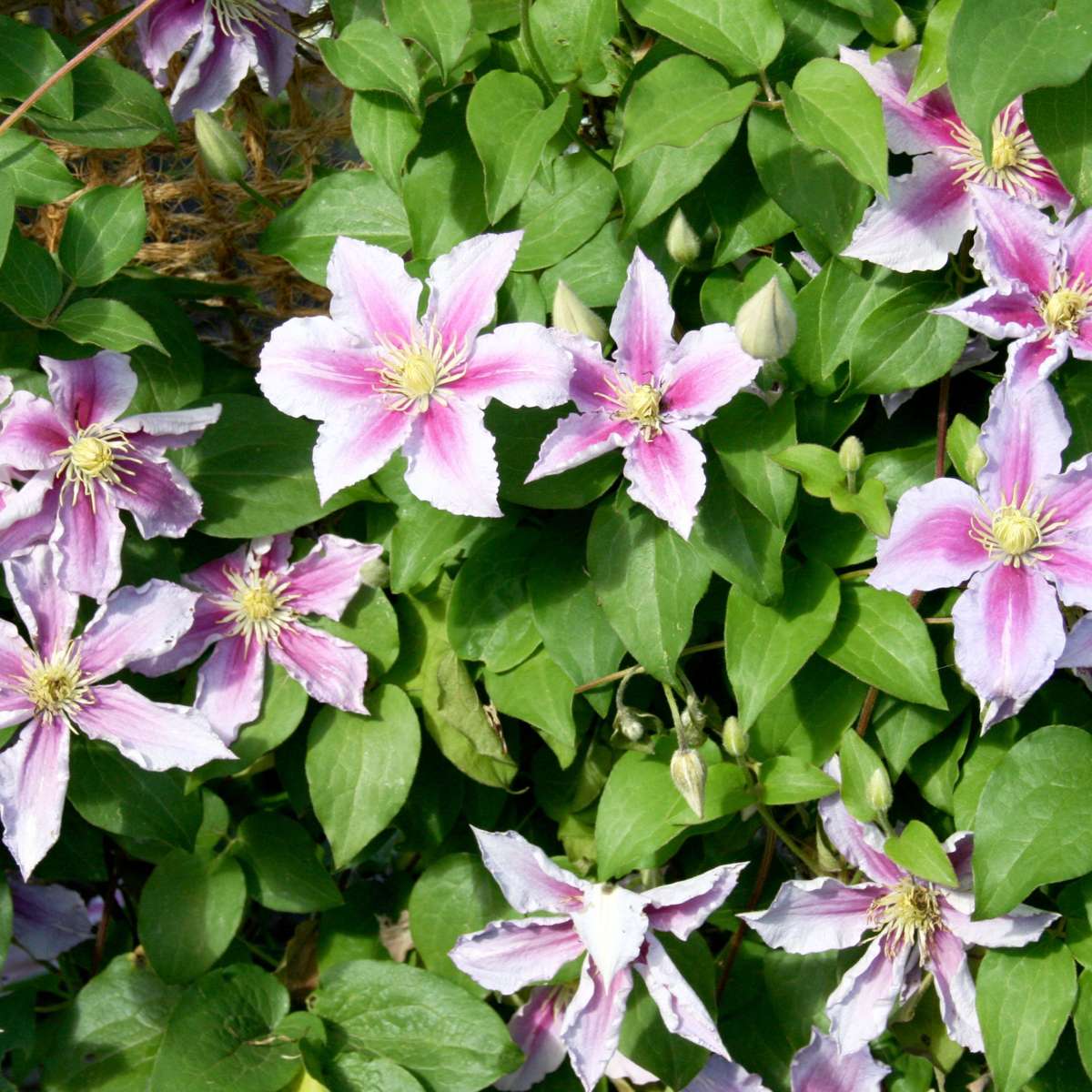 Florastore Klematis - 6 Stk - Clematis Hybrid - Höhe 25-40Cm - ⌀9Cm