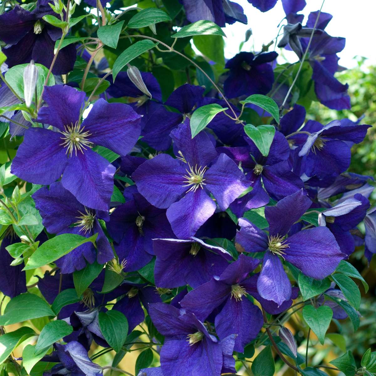 Florastore Klematis - 6 Stk - Clematis Hybrid - Höhe 25-40Cm - ⌀9Cm