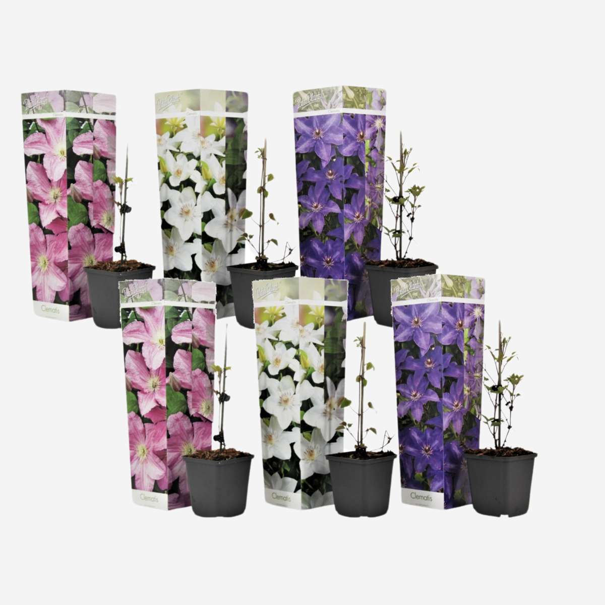 Florastore Klematis - 6 Stk - Clematis Hybrid - Höhe 25-40Cm - ⌀9Cm