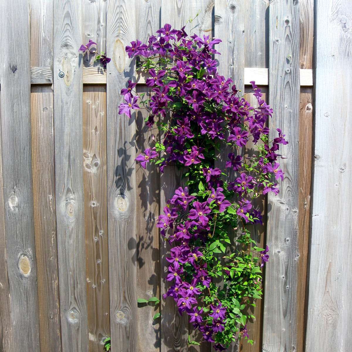 Florastore Klematis - 3 Stk - Clematis Hybrid - Höhe 25-40Cm - ⌀9Cm