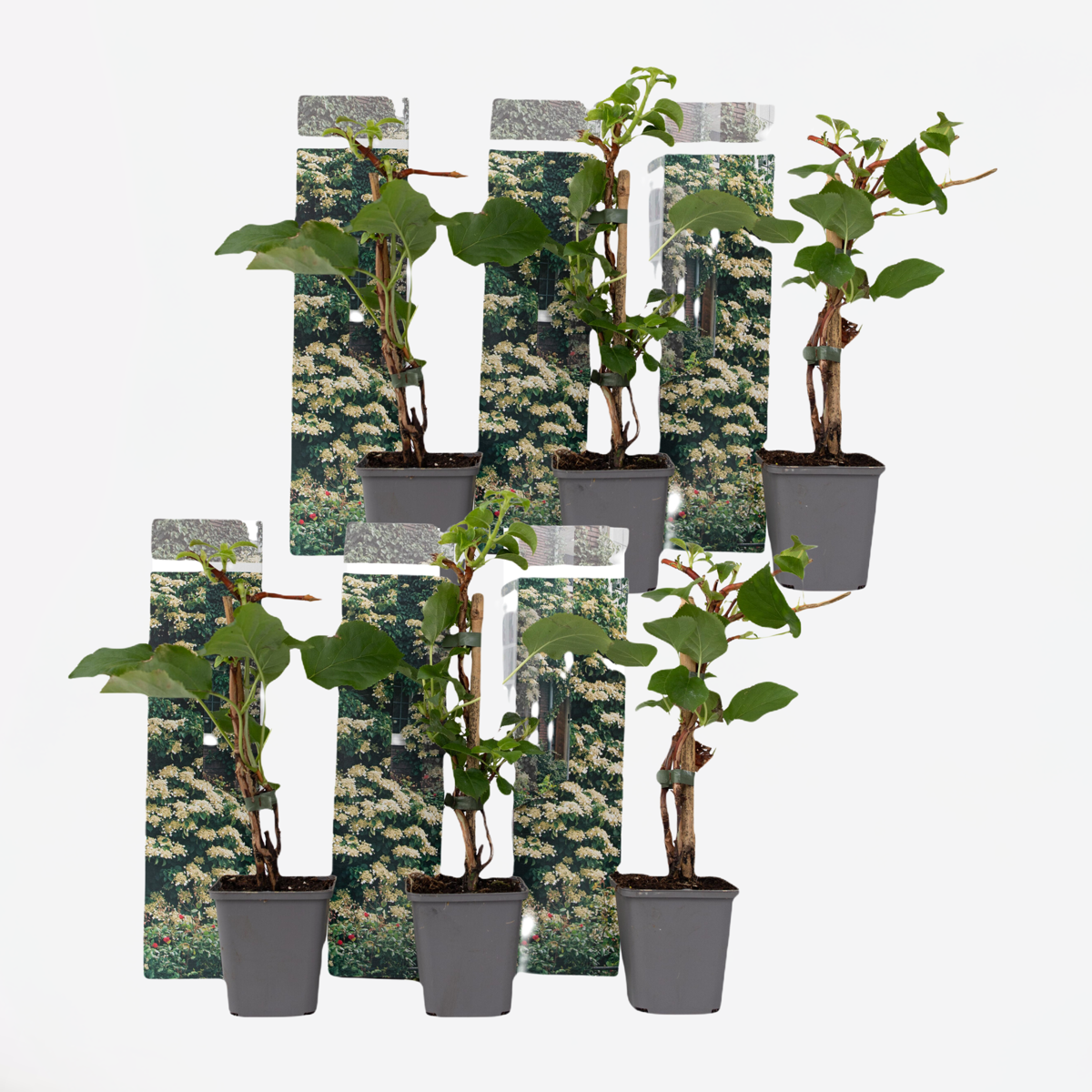 Florastore Hortensie - 6 Stk - Hydrangea Anomale Petiolaris - Höhe 25-40Cm - ⌀9Cm