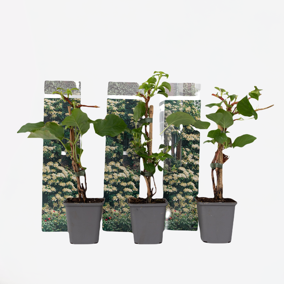 Florastore Hortensie - 3 Stk - Hydrangea Anomale Petiolaris - Höhe 25-40Cm - ⌀9Cm