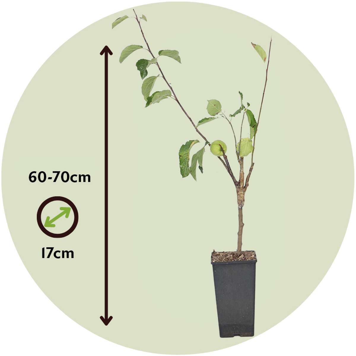 Florastore Apfelbaum Mit 3 Apfelsorten In Einem Baum - Höhe 60-70 Cm - Topf 17Cm