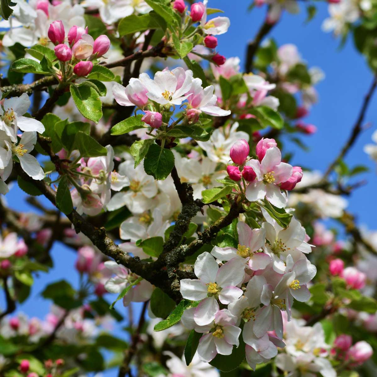 Florastore Apfelbaum Mit 3 Apfelsorten In Einem Baum - Höhe 60-70 Cm - Topf 17Cm