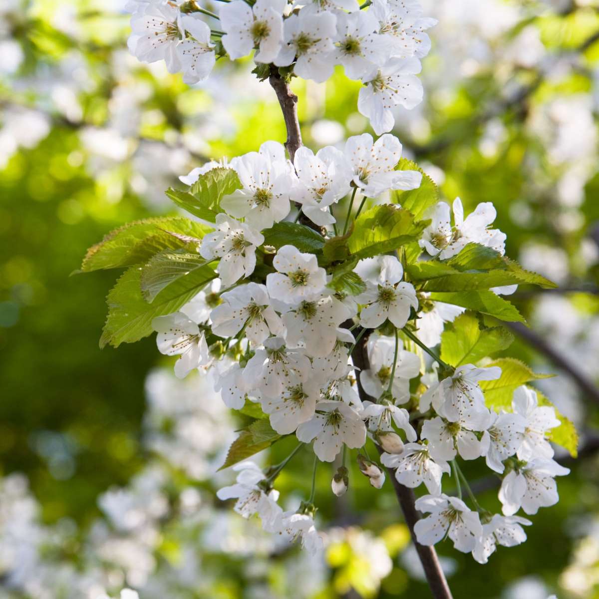 Florastore Apfelbaum Mit 3 Apfelsorten In Einem Baum - Höhe 60-70 Cm - Topf 17Cm