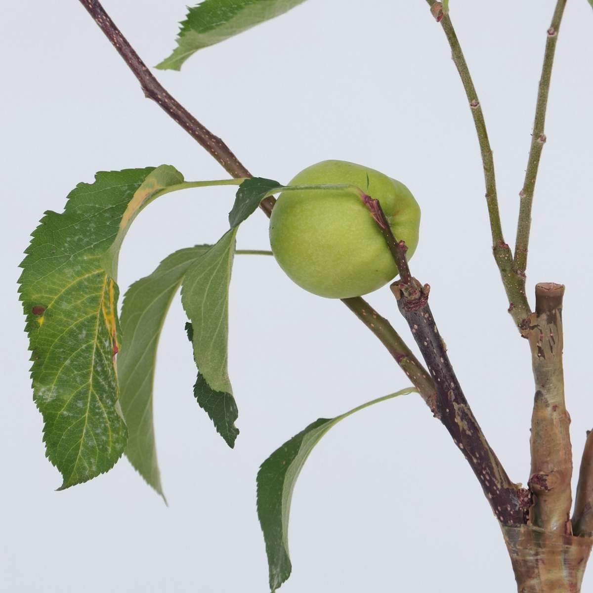 Florastore Apfelbaum Mit 3 Apfelsorten In Einem Baum - 2Er Set - Höhe 60-70 Cm - Topf 17Cm