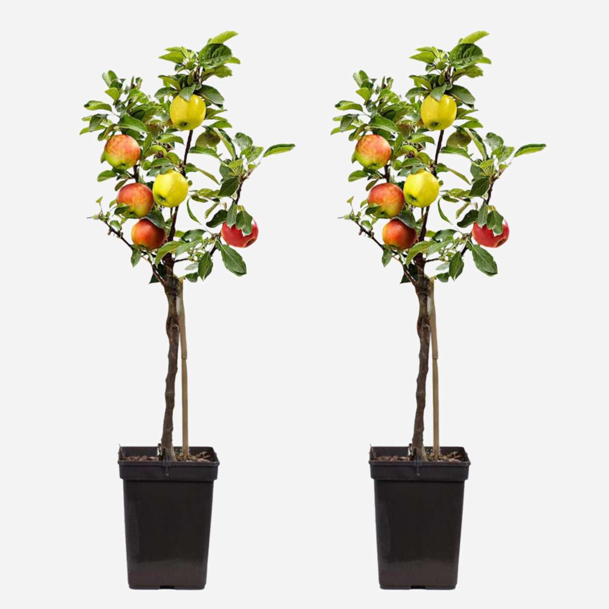 Florastore Apfelbaum Mit 3 Apfelsorten In Einem Baum - 2Er Set - Höhe 60-70 Cm - Topf 17Cm