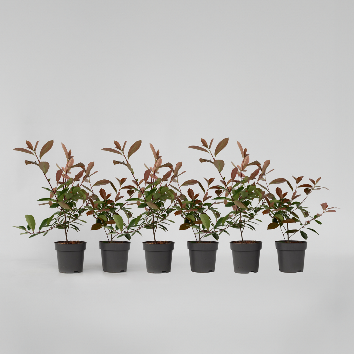 Florastore Glanzmispel - 6 Stk - Photinia Fraseri 'Red Robin' - Höhe 30-40Cm - ⌀17Cm