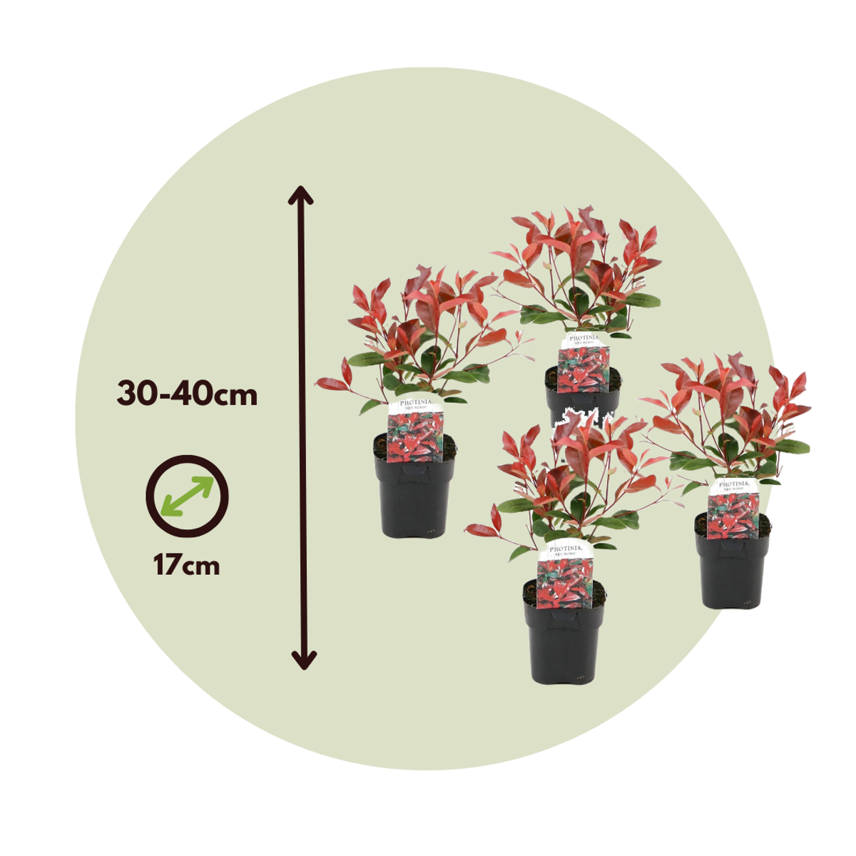 Florastore Glanzmispel - 6 Stk - Photinia Fraseri 'Red Robin' - Höhe 30-40Cm - ⌀17Cm