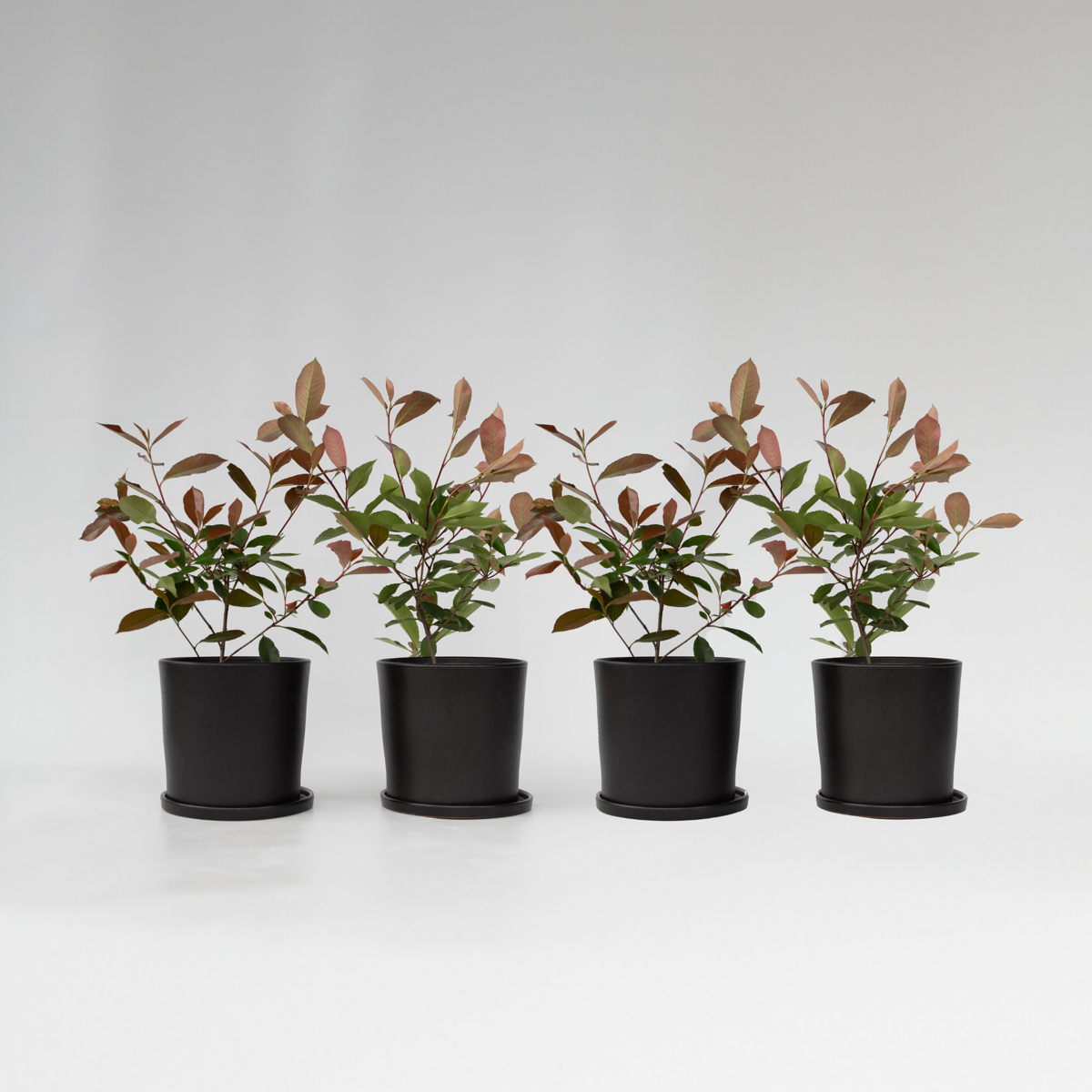 Florastore Glanzmispel - 4 Stk - Photinia Fraseri 'Red Robin' - Höhe 30-40Cm - ⌀17Cm