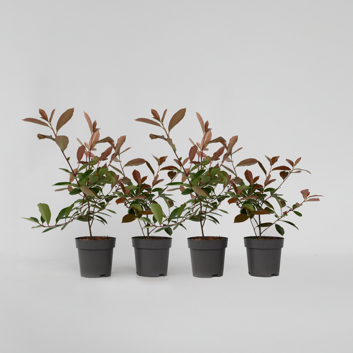 Florastore Glanzmispel - 4 Stk - Photinia Fraseri 'Red Robin' - Höhe 30-40Cm - ⌀17Cm