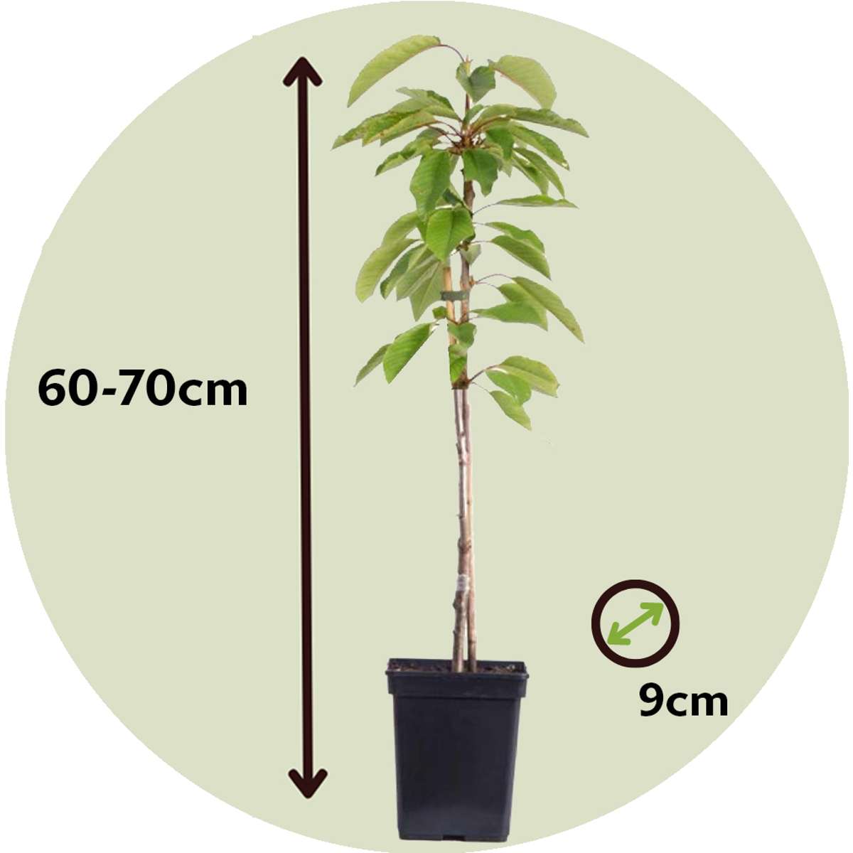 Florastore Fruchtsäulen - 3 Stk - Apfel, Birne - Höhe 60-70Cm - ⌀9Cm
