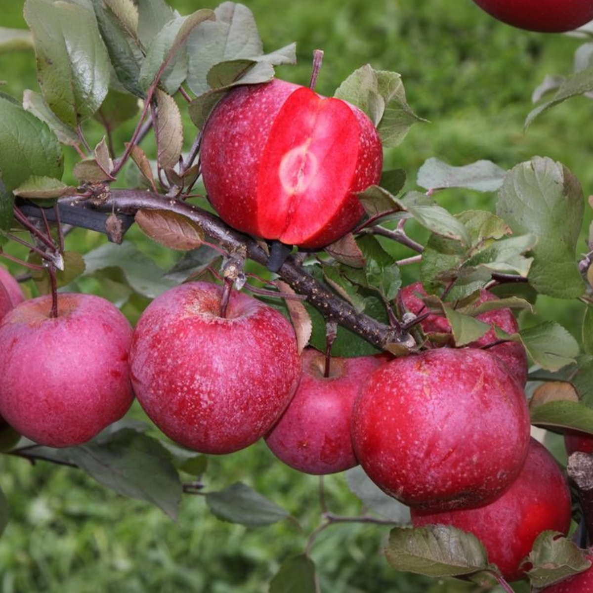 Florastore Fruchtsäulen - 3 Stk - Apfel, Birne - Höhe 60-70Cm - ⌀9Cm