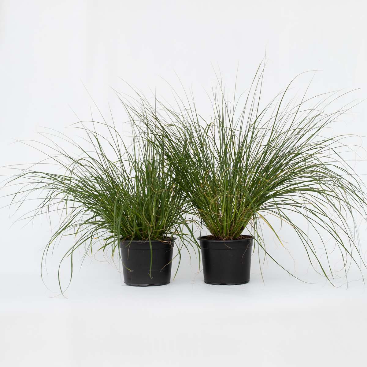 Florastore Lampenputzergras - 2 Stk - Pennisetum 'Hameln' - Höhe 20-30Cm - ⌀23Cm
