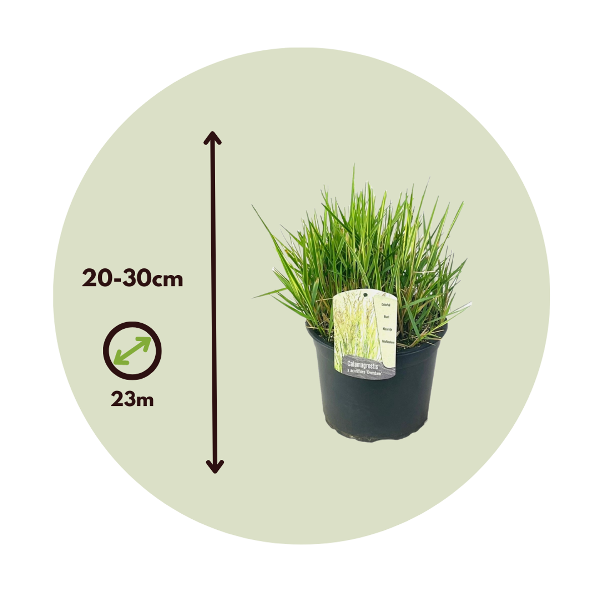 Florastore Lampenputzergras - 2 Stk - Pennisetum 'Hameln' - Höhe 20-30Cm - ⌀23Cm