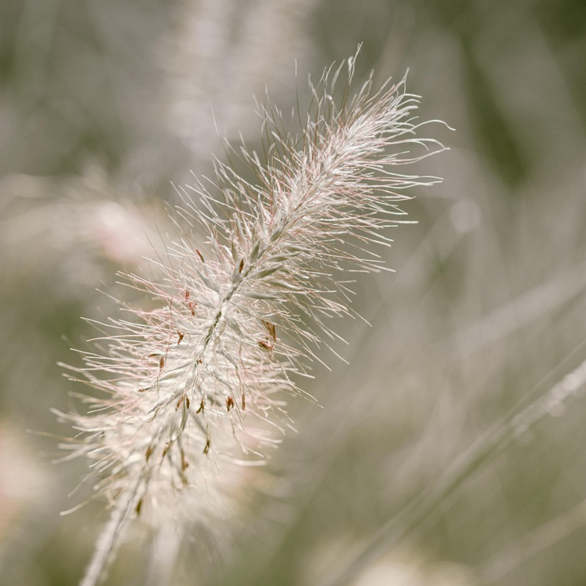 Florastore Lampenputzergras - 2 Stk - Pennisetum 'Hameln' - Höhe 20-30Cm - ⌀23Cm